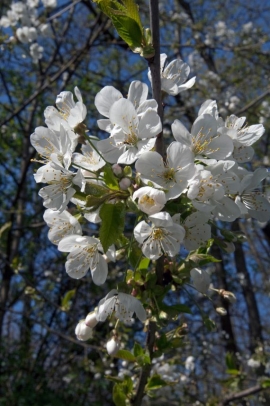 arbre en fleur au printemps