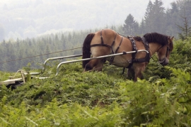Travaux forestiers avec chevaux de trait.