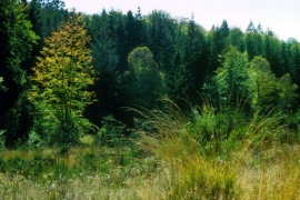 Forêt wallonne.