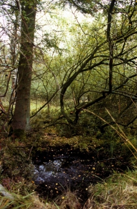 Forêt wallonne.