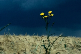 Champs de blé sous un ciel orageux.