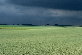 Champs de blé sous un ciel orageux.