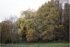 Paysage d'automne à Jemeppe-sur-Sambre.