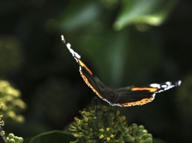 Le Vulcain (vanessa
atalanta) est un papillon diurne trÃ¨s reconnaissable avec sa robe contrastÃ©e et
chatoyante : les ailes brun-noir sont agrÃ©mentÃ©es dâ€™un arc de cercle rouge
orangÃ©.
Le bout des ailes avant est ornÃ© de taches
blanches qui festonnent le bord des ailes arriÃ¨res.
Le dimorphisme est quasi inexistant: mÃ¢le et femelle sont
identiques.
Câ€™est un papillon de taille moyenne avec une envergure
dâ€™environ 5 ou 6 cm