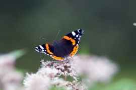 






Papillon le long du Canal Pommeroeul Antoing